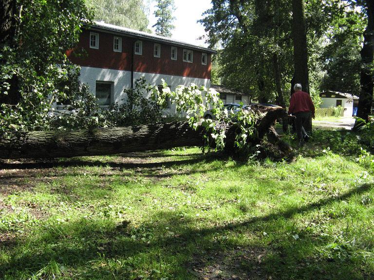 tree down